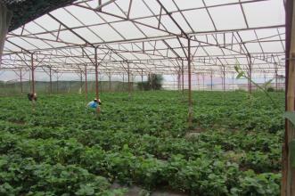 Chuyển đổi nghề, cần bán gấp 1.200 m2 đất nông nghiệp