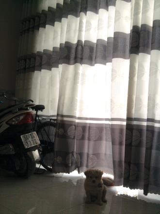 Cần bán nhà gấp Xuân Thới Đông, huyện hóc môn - 1,3 tỷ