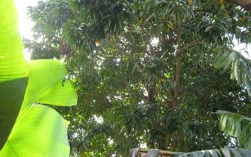 Đất thổ cư rộng 1410 mét vuông, hướng Đông Nam