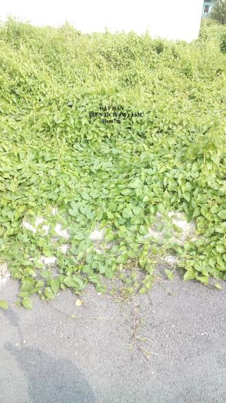 Cần bán gấp đất thổ cư 100% Giá 1,170 tỷ tại đường thạnh lộc