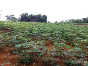 Bán 1071m2 nhà vườn Lương Sơn giá rẻ