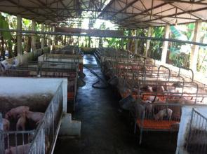 Cần bán gấp trang trại 99/9A Phú Hòa Đông , Củ Chi