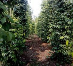 Bán 10.000m2 đất nông nghiệp tiêu+măng cụt Cẩm Mỹ