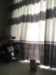 Cần bán nhà gấp Xuân Thới Đông, huyện hóc môn - 1,3 tỷ