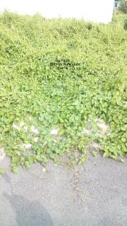 Cần bán gấp đất thổ cư 100% Giá 1,170 tỷ tại đường thạnh lộc