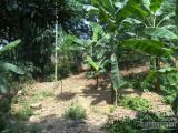 Cần bán lô đất trang trại nhà vườn thổ cư Lương Sơn